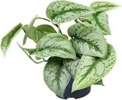 Produktbild von Gefleckte Efeutute Scindapsus Pictus Trebie Ø12cm ↕20cm Hängepflanze