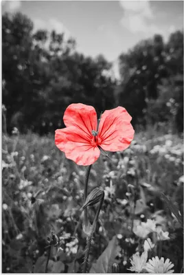 Produktbild von MuchoWow® Poster Blumen - Rosa - Schwarz - Weiß 60x90 cm - Wanddekoration