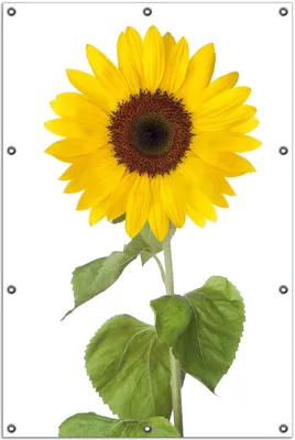 Produktbild von Wallario Outdoor-Poster für Garten oder Balkon, Motiv Sonnenblume, in ca. 100 x 150 cm