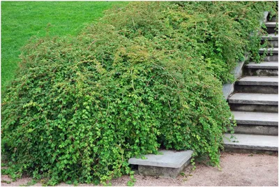 Produktbild von Stauden Gänge 100 x Stephanandra incisa 'Crispa' - Niedrige Kranzspiere - Zierstrauch für Bewegung und Struktur - Top für Hangbepflanzung - Winterhart