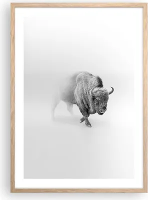 Produktbild von Gerahmtes Poster - Rahmen in heller Eiche - Wisent Schwarzweiß Licht - 50x70 cm - Wand Bild - Wanddeko - Wandbilder - Kunstposter - Wandposter - Bilderrahmen - Bilder - Kunstdruck - P2NPA50x70-4418