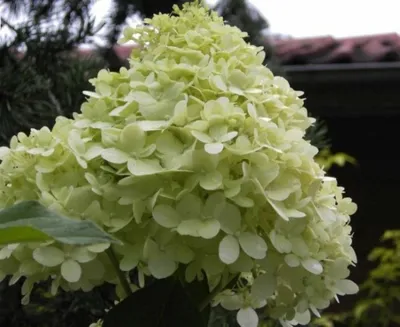 Produktbild von Rispenhortensie Limelight® - Hydrangea paniculata Limelight® - duftend - 40-60cm