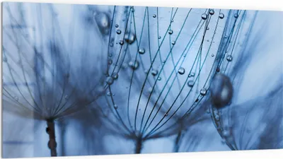 Produktbild von DEQORI Küchenrückwand Glas 100x50 cm 'Pusteblumenperlen' Spritzschutz Bad Rückwand Küche