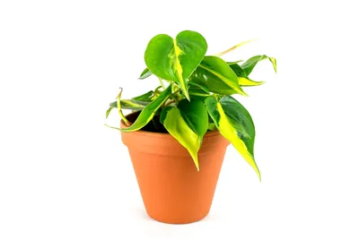 Obrázok produktu pre Gardners Philodendron scandens Brasil, priemer 12 cm