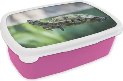 Produktbild von KitchenYeah® Lunchbox Brotzeit Brotdose 17x11 cm Nahaufnahme einer Schildkröte Kinder Brotzeitdose - Lunchpaket - Brotkasten  - Sandwich Box