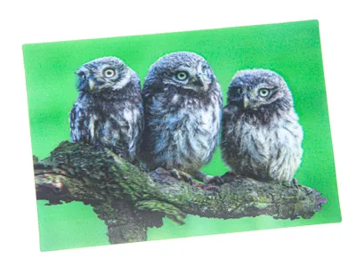 Produktbild von 3 D Ansichtskarte Steinkäuze, Postkarte Wackelkarte Hologrammkarte Tiere Tier Vogel Eule Steinkauz