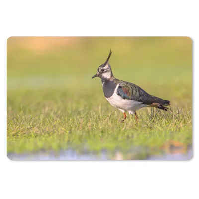 Produktbild von MuchoWow® Schreibtischunterlage Vogel - Gras - Natur - Tiere - Kiebitz 60x40 cm - XXL Mauspad - Großes Mauspad