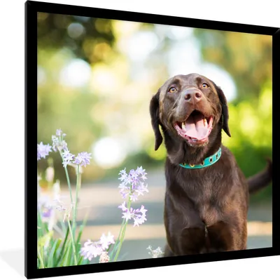 Produktbild von MuchoWow® Gerahmtes Poster Ein Labrador Retriever mit schönen Blumen 40x40 cm - Poster mit Schwarzem Bilderrahmen Wandposter Rahmen Foto Bilder - Mit Rahmen - Wanddekoration Schlafzimmer