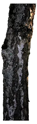 Produktbild von 100+ Samen der Birke (Betula pendula) - winterhart