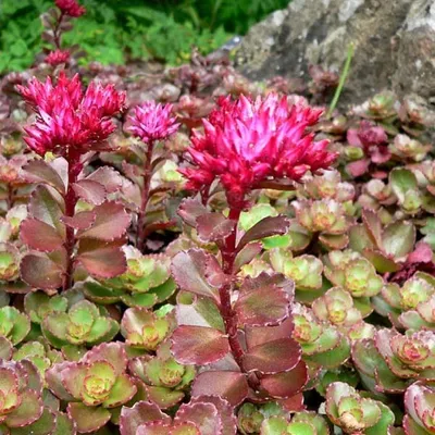 Immagine prodotto di 6 x Sedum spurium 'Purpurteppich'  - Sedum spurium 'Purpurteppich'  | Vaso 9 cm x 9 cm