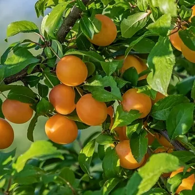 Obrázok produktu pre Prunus Domestica 'Mirabelle de Nancy', slivka, 5-litrový kvetináč