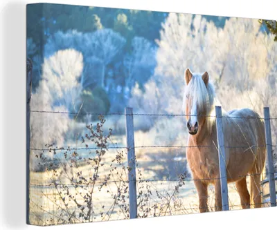 Obrázek produktu pro OneMillionCanvasses® - Obrazy na plátně - 140x90 cm, Kůň - Zima - Sníh, Nástěnné umění tisk Nástěnná dekorace - Fotografie na plátně - Obraz na dřevěném rámu