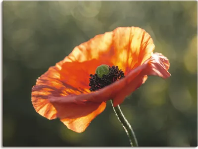 Produktbild von ARTland Leinwandbild Mohnblüte Nahaufnahme Größe: 80x60 cm