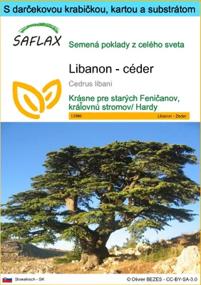 Obrázok produktu pre SAFLAX Darčeková sada - Libanon - céder - Cedrus libani - 20 Semená - S darčekovou krabičkou, prepravným štítkom, darčekovou kartou a pestovateľským médiom
