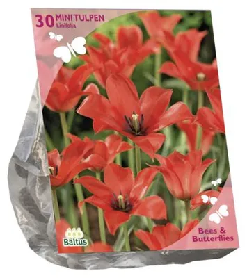 Productafbeelding van Bees & Butterflies Tulipa Linifolia per 30 bloembollen Baltus