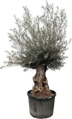 Obrázok produktu pre Olivovník Olea Europaea Bonsai 225 cm, priemer 80 cm, stredomorská rastlina s krúteným kmeňom