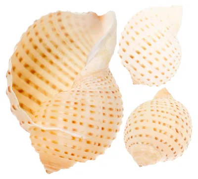 Produktbild von 3 Muscheln – Natürliche Dekoration – 8-10 cm – Für Aquarien – Bastelmaterial – Kreative Akzente – Dekorative Muscheln