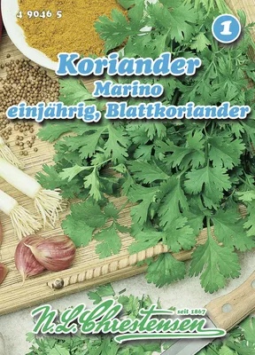 Produktbild von Blattkoriander Marino | Koriandersamen von N.L. Chrestensen