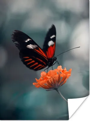 Produktbild von MuchoWow® Poster Schmetterling - Blume - Insekt 90x120 cm - Wohnzimmer