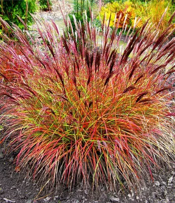Produktbild von BALDUR Garten Chinaschilf Red Chief 1 Pflanze, Miscanthus sinensis winterharte Staude, Chinagras, trockenresistent, mehrjährig, Wasserbedarf gering, für Standort in der Sonne geeignet, blühend