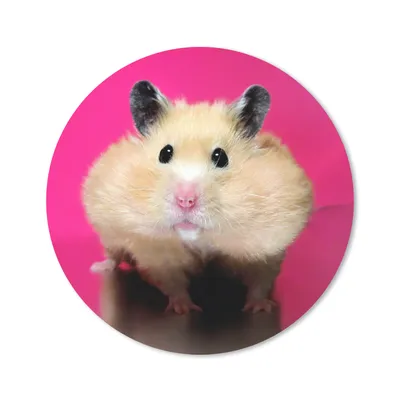 Produktbild von MuchoWow® Mauspad Mousepad Hamster mit rosa Hintergrund 40x40 cm - Mousepads - Maus Mat - Pad - Mausunterlage - Schreibtisch Accessoires
