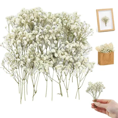 50 getrocknete Gipskrautblüten weiß – DIY-Trockenblumen