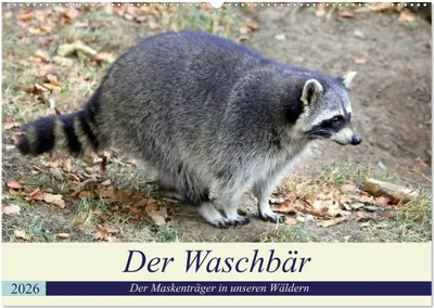 Produktbild von Der Waschbär - Der Maskenträger in unseren Wäldern (Wandkalender 2026 DIN A2 quer), CALVENDO Monatskalender