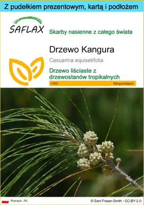 Zdjęcie produktu dla SAFLAX - Zestaw prezentowy - Drzewo Kangura - 200 Nasiona - Z pudełkiem upominkowym, etykietą wysyłkową, kartą podarunkową i podłożem uprawowym - Casuarina equisetifolia