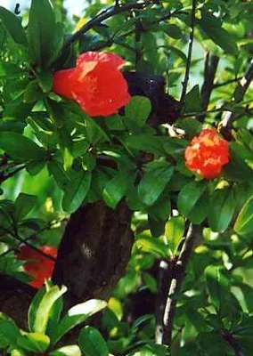 Produktbild von Tropica Zwerg-Granatapfel,