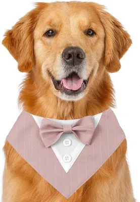Productafbeelding van Formele hond bandana voor bruiloften en verjaardagsfeestjes - Verstelbare sjaal in diverse kleuren