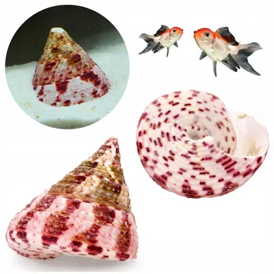 Produktbild von Aquarium Deko, Trochus Conus Naturmuschel 4 cm