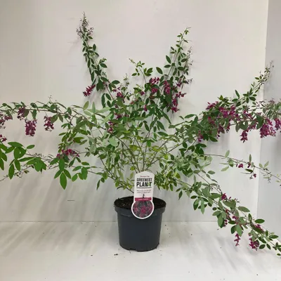 Obrázok produktu pre Lespedeza thunbergii – Thunbergov kvet | 35–40 cm v črepníku