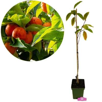 Produktbild von Diospyros kaki ‘Sweet 500’, Kakibaum, 5-Liter-Topf, Höhe 90 cm