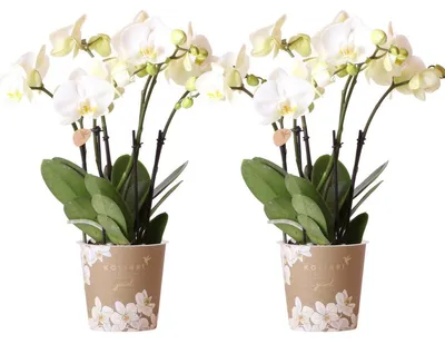 Obrázek produktu pro Kolibri Orchids KOMBINOVANÁ NABÍDKA 2 bílých orchidejí Phalaenopsis – velikost květináče 12 cm