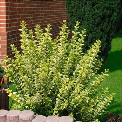 Produktbild von Stauden Gänge 50 x Ligustrum ovalifolium 'Aureum' - Goldliguster - Robuste Schönheit mit goldgelber Ausstrahlung - Heckenpflanze / Winterhart