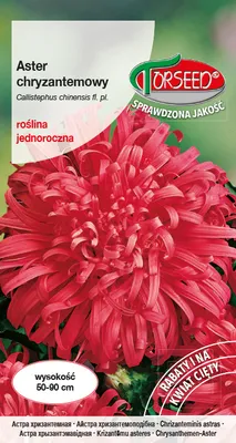 Produktbild von Samen von Aster hohe Chrysantheme rot 0.5g - Torseed