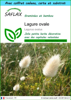 Image de SAFLAX Ensemble-cadeau - Lagure ovale - 100 graines - Lagurus