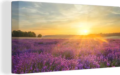 Obrázek produktu pro OneMillionCanvasses® Malba na plátně Nástěnná malba na plátně - Levandule - Západ slunce - Stromy - Fialová - 40x20cm