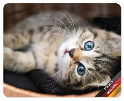 Produktbild von younikat Mauspad mit Katzen-Motiv I 24 x 19 cm I Katzenbaby I Mousepad in Standard-Größe I rutschfest I für Mädchen Teenager und Frauen I dv996