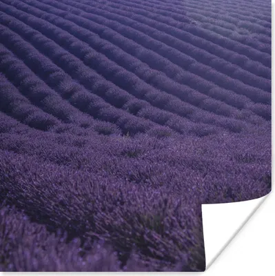 Produktbild von MuchoWow® Poster Blühendes Lavendelfeld auf sanften Hügeln 100x100 cm - Babyzimmer