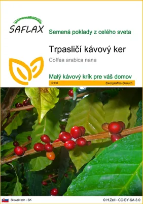 Obrázok produktu pre SAFLAX - Trpasličí kávový ker - Coffea arabica nana - 8 Semená