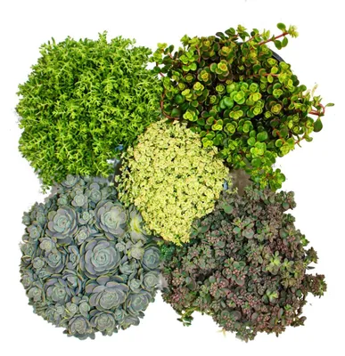 Produktbild von 5 verschiedene Winterharte Sedum-Pflanzen - Fetthenne - abwechslungsreiches Farbspiel