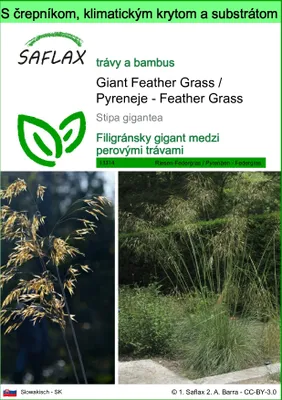 Obrázok produktu pre SAFLAX Garden to go - Giant Feather Grass / Pyreneje - Feather Grass - Stipa gigantea - 10 Semená - S črepníkom, klimatickým vekom a pestovateľským substrátom