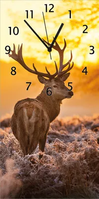 Produktbild von Wallario Design Wanduhr bedruckt, Größe 30 x 60 cm, Motiv: stattlicher Rothirsch im Morgengrauen