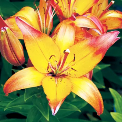 Image de Lys Bulbes de fleurs Fleurs Lys asiatique bicolore Linda 1 pc.