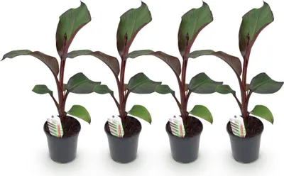 Image de Green boutiQ - Plante fruitière - Bananiers - Ensete ventricosum Maurelli - Résistante au froid - 4 plants - Pot de 17 cm, hauteur 40 cm