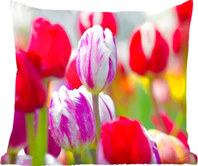 Produktbild von MuchoWow® Zierkissen Sofakissen Wohnzimmer Dekokissen 50x50 cm Nahaufnahme von farbigen Tulpen - Komfort - Sofakissen