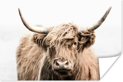 Produktbild von MuchoWow® Poster Schottischer Highlander - Tiere - Fell 90x60 cm - Schlafzimmer
