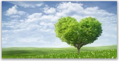 Produktbild von Tulup Leinwand-Bilder 120x60 Wandbild Canvas Kunstdruck Baum Natur