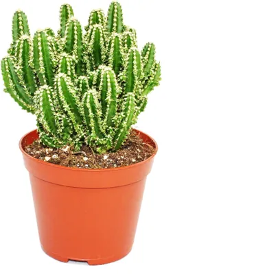 Produktbild von Cereus floridianus - Zelený prst - v kvetináci 5,5 cm